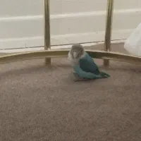 کوتوله برزیلی|پرنده|فولادشهر, C1|دیوار