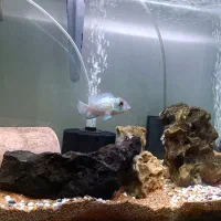 آکواریوم و ماهی|ماهی|رودسر, |دیوار