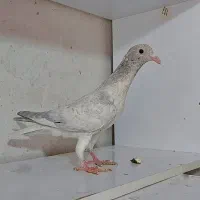 ** کبوتر کفتر جوجه رنگه المانی **