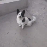 سگ پاکوتاه نر و باهوش