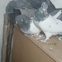 نروماده کلدم سبزکاکلی|پرنده|قم, نخودی|دیوار