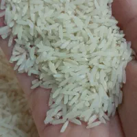 برنج هاشمی محصول امسال