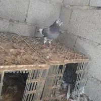 کبوتر نر پرشی شازده انگلیسی|پرنده|گمیشان, |دیوار