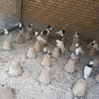 توضیحات کبوتر زینتی دارو طوقی کاکلی پاپر نقش رنگی|پرنده|آمل, |دیوار