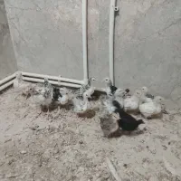جوجه گلین