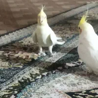 فروش عروس هلندی|پرنده|شیراز, شهرک مفتح|دیوار