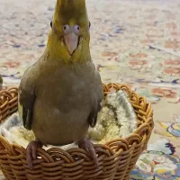 عروس هلندی|پرنده|ری, دولت‌آباد|دیوار