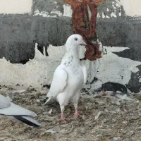 چند عددکبوتردرجه یک پاکستانی پرس سنگین