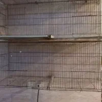 قفس فنچ گلدین .قفس ۵۲  پرون.فنچ ستاره ای بنگالی|لوازم جانبی حیوانات|شیراز, تندگویان|دیوار