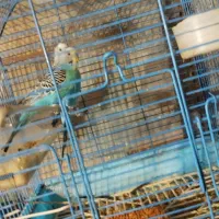 عروس هلندی و مرغ عشق|پرنده|ارومیه, |دیوار