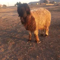 بره قوچ کله زنگی.میش