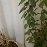 پرده حریر عالی وزیبا