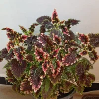 گل های طبیعی