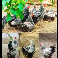 ویاندوت سیلور