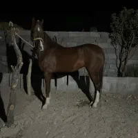 اسب مادیون عرب