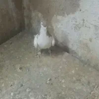 خال زرد|پرنده|شهرآباد, |دیوار