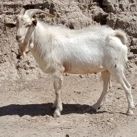 تکه سانن اصل فرانسوی|حیوانات مزرعه|قائن, |دیوار