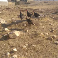 بوقلمون ومرغ