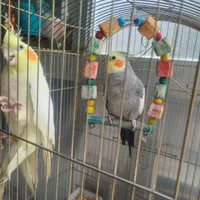 عروس هلندی طوسی مون گم شده