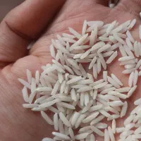 برنج طارم هاشمی