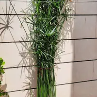 گل طبیعی ارزان