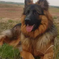 سگ ژرمن شولاین