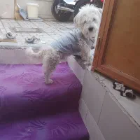 سگ پاپی پشمالو تربیت شده