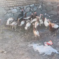 بو قلمون|حیوانات مزرعه|خوی, |دیوار