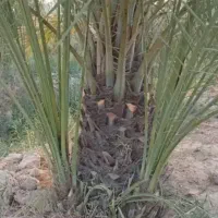 درجه یک|حراج|کردیان, |دیوار