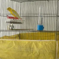 فروش قناری گلستر