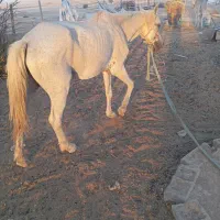 امیدیه خوزستان