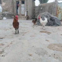 مرغ وخروس جوان ونژاد دار پاپری