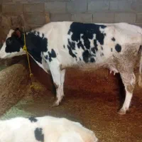 یک عدد گاو شیری