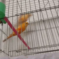 قناری  دارچینی سرخ سوخته سرخ ردفکتور کم رنگ|پرنده|شاهین‌شهر, شهرک ردانی پور|دیوار