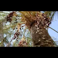 خوشه بری