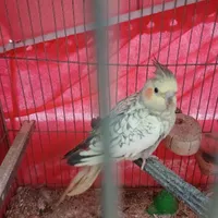 عروس هلندی ماده