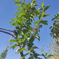 باغچه ۵۰۰ متری سنتی فروشی