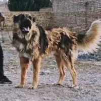 سگ نگهبان و دهن پاک