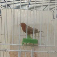 فنج فول اورنج|پرنده|اهواز, کوی مندلی(سه راه خرمشهر)|دیوار