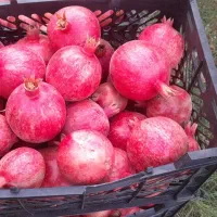 انار درجه یک|خوردنی و آشامیدنی|کوهنانی, |دیوار