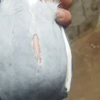 اردن|پرنده|تبریز, |دیوار