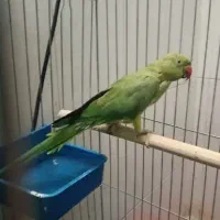 طوطی ملنگو ماده
