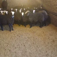 ۲۰ تا بره سالم برای فروشی  لطفن خریدارواقعا بزنگ