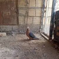 پرنده فروشی|پرنده|بیرجند, |دیوار