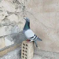 یک جفت مسافتی