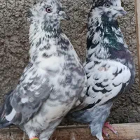 کبوتر کلکسیونی ساعت سنگین