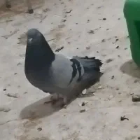 کفتر