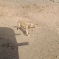 ..‌.سگ نگهبان|سگ|صوفیان, |دیوار