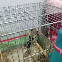 قناری|پرنده|برازجان, |دیوار