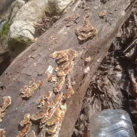 قارچ ترکی تیل بوقلمون|خوردنی و آشامیدنی|تهران, ظفر|دیوار